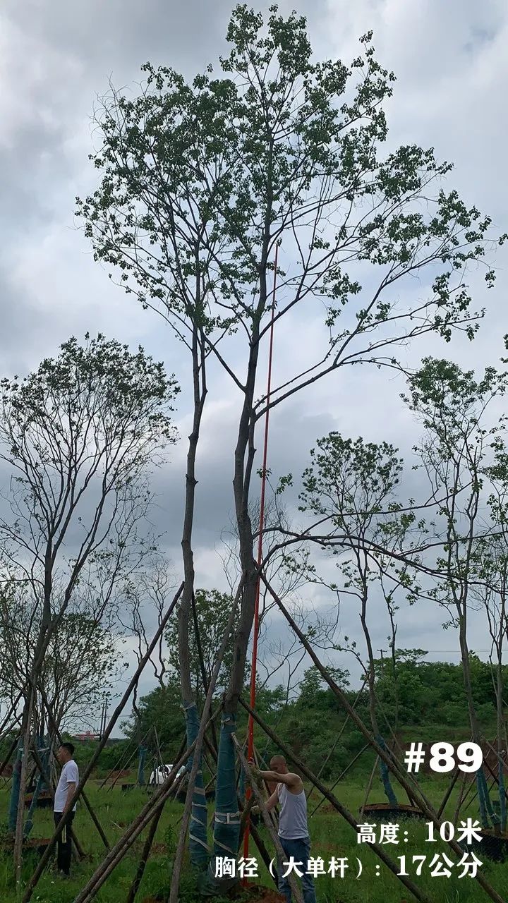 湖南衡阳 148 棵精品乌桕景观设计丨中国衡阳丨看见景观-105