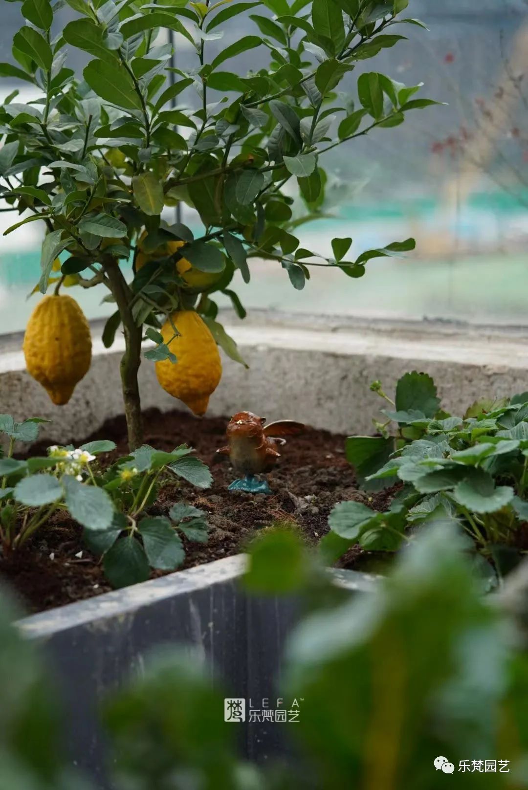 涵麓渡W会所花园丨中国成都丨成都乐梵缔境园艺有限公司-66