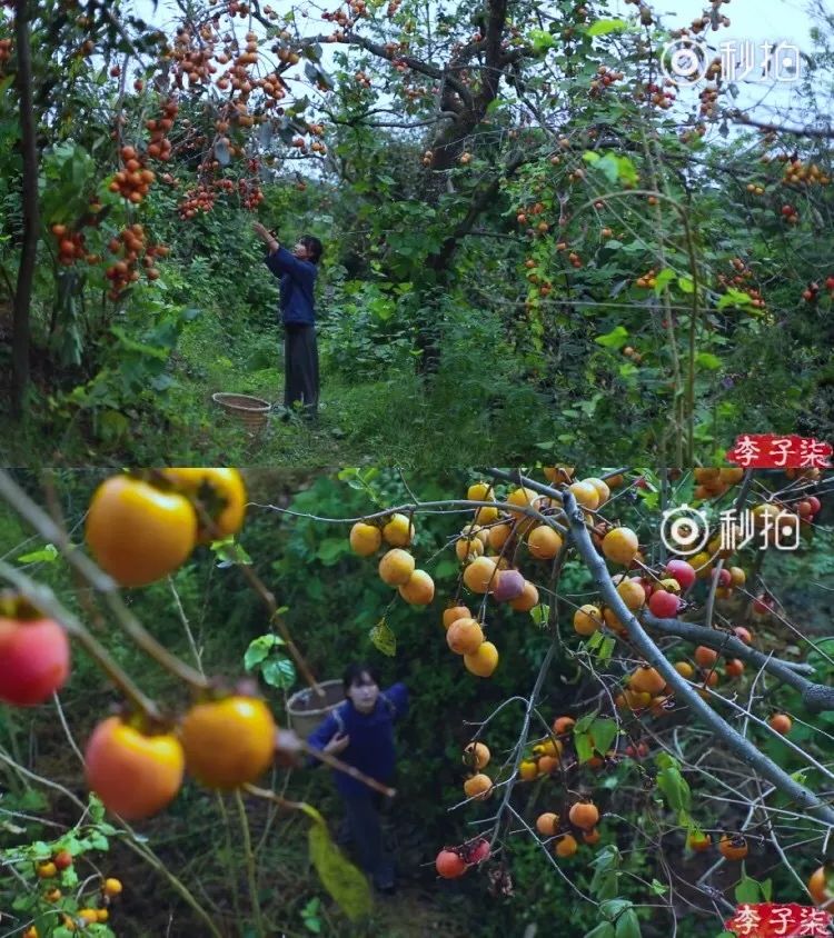 李子柒家居搭配揭秘 | 世外桃源的创意设计-49