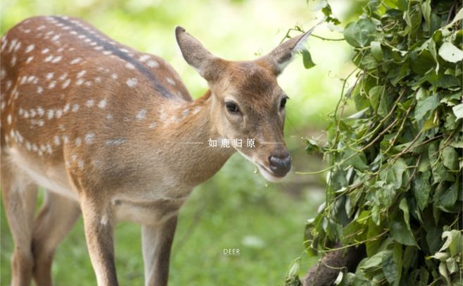 寄予山水 如鹿归原 | 鹿归国际酒店-14