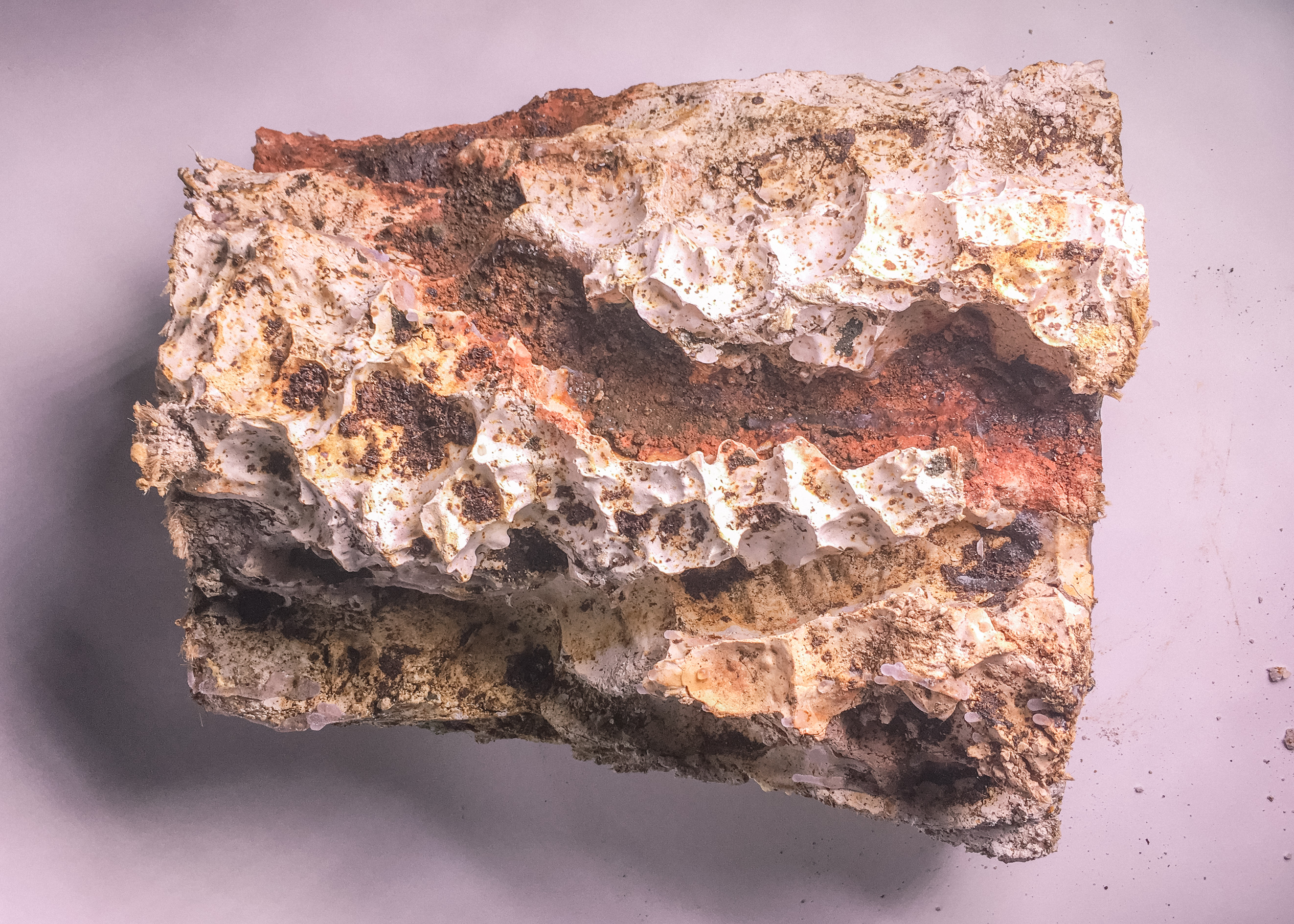 地形，生命形态丨未明确提及-5