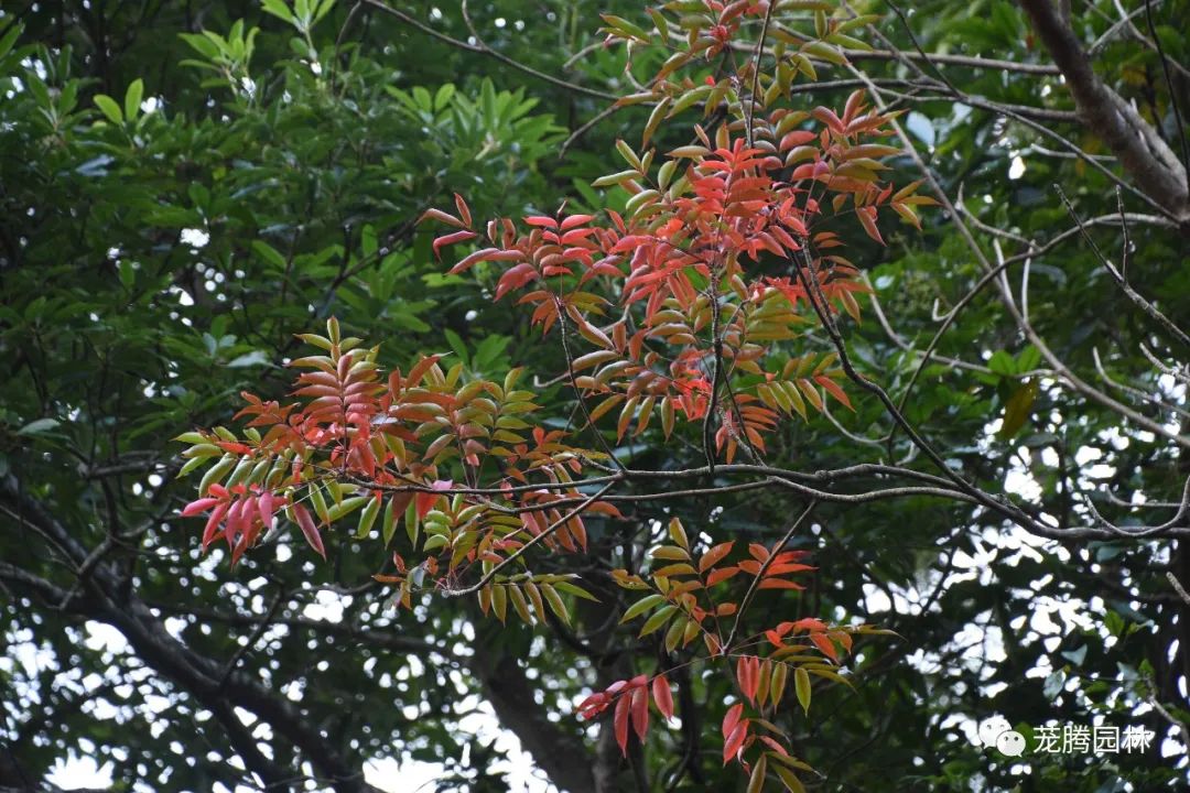 行走的茏腾人 | 象头山自然之美-29