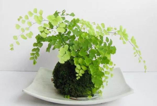 案上花草，闲时观 | 品味室内设计中的自然美学-38