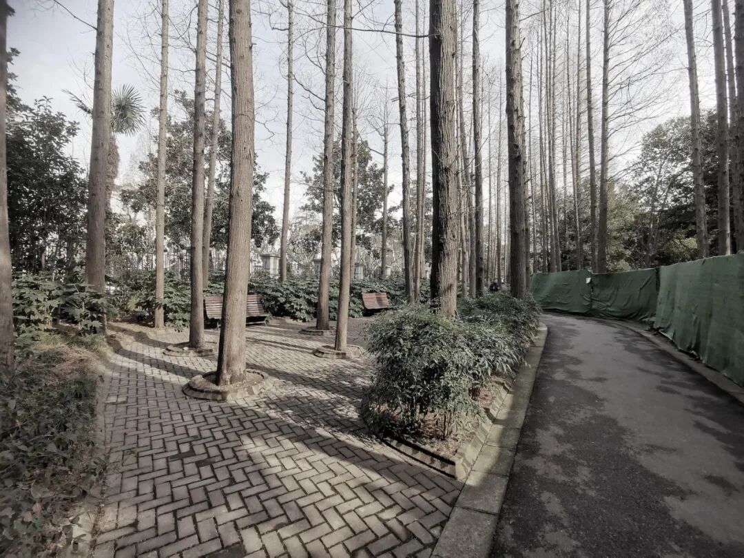 中国园林·理事专栏|“拓”之力量：杨浦公园改造纪实(三)-265