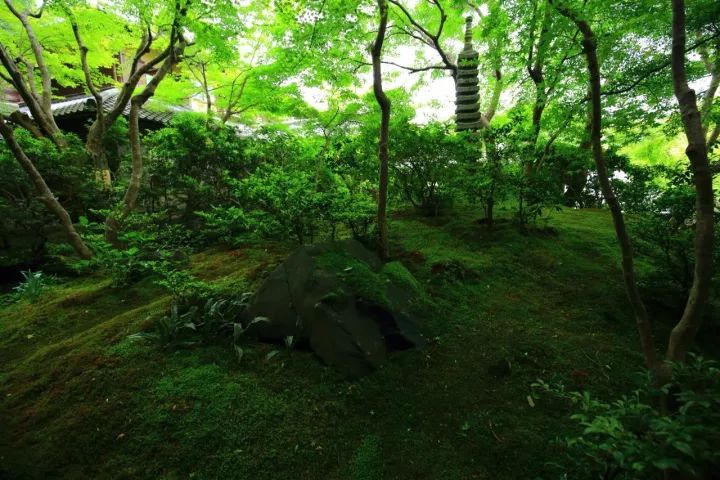 庭院满青苔，极美！-60