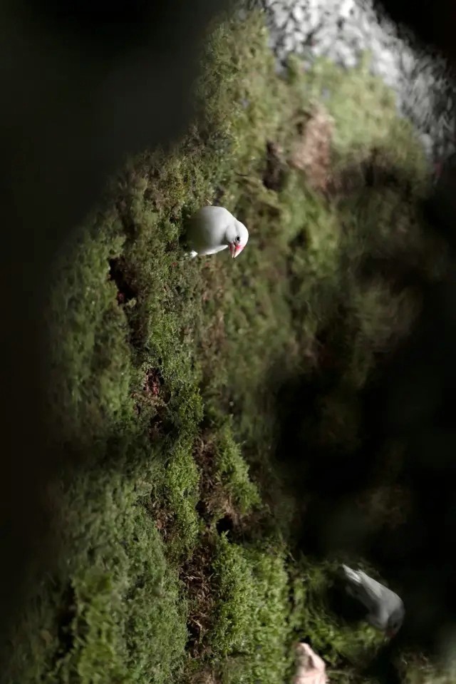 普利策 梦想改造家素丘園丨何思玮,梁穗明-20