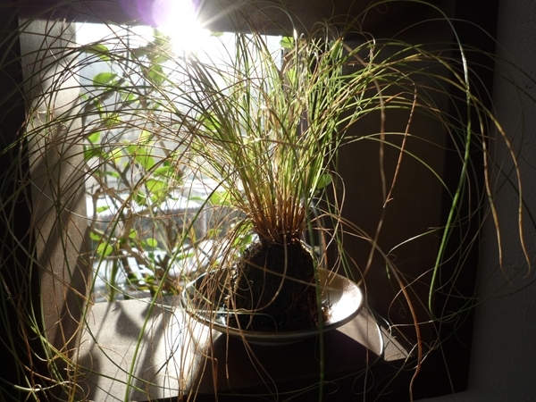 大倉山 月見想珈琲店-13