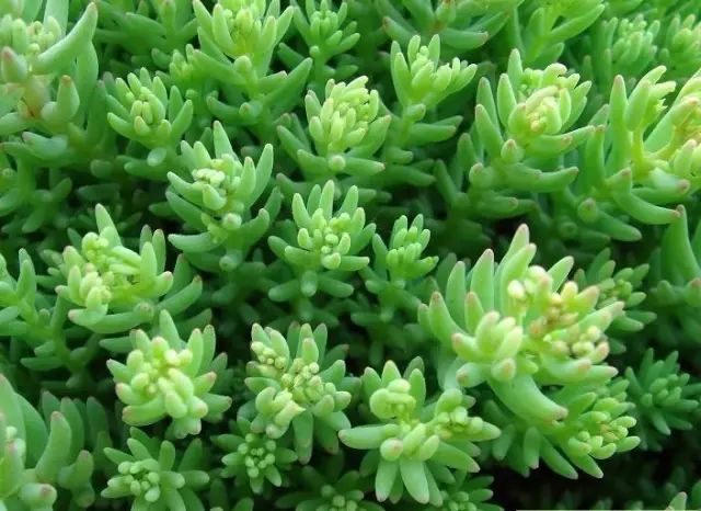 花境设计常用 60 种植物，让花园变得绚丽多彩-129