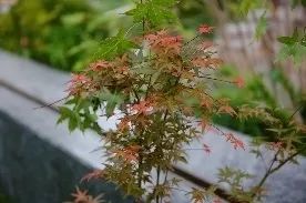 礼序东方 盛京游园 | 沈阳万科·胤樾-105