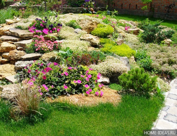 自制阿尔卑斯式假山(阿尔卑斯式花坛)-131