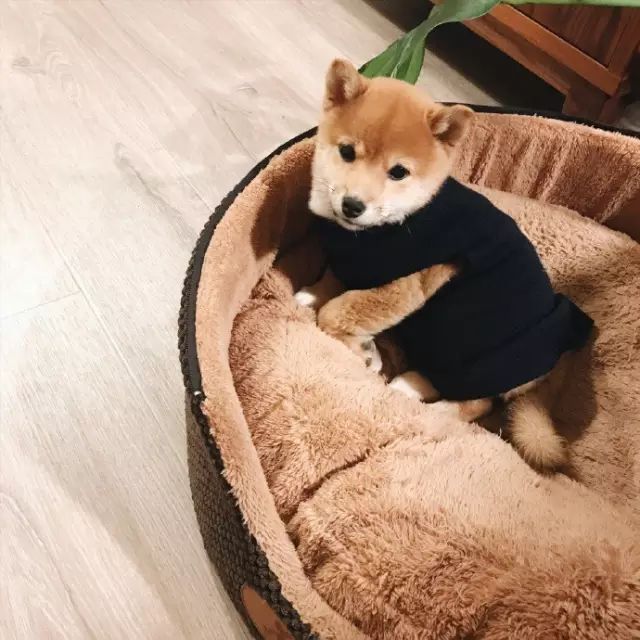 Color Case/90后帅小伙儿仅花3千爆改出租屋后-119