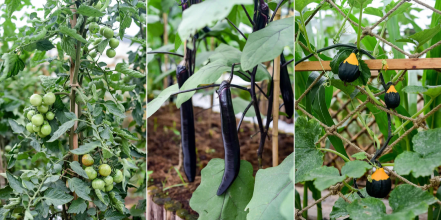 蓝城两江·田园牧歌——现代田园生活的新诠释-85