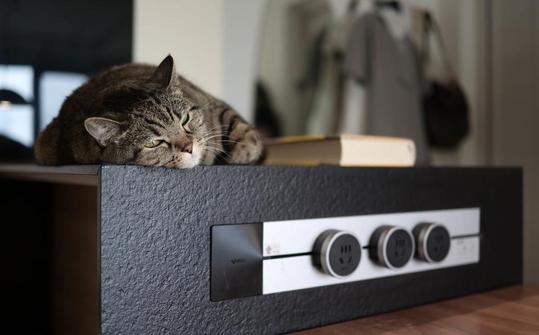 多功能猫咪友好的家丨中国北京-17