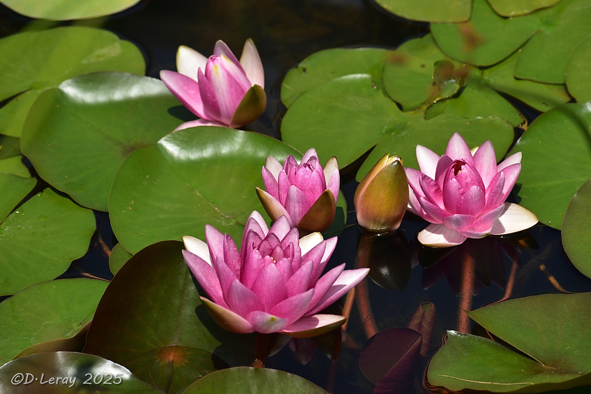 Jardins d'eau Carsac Aillac (24)-6