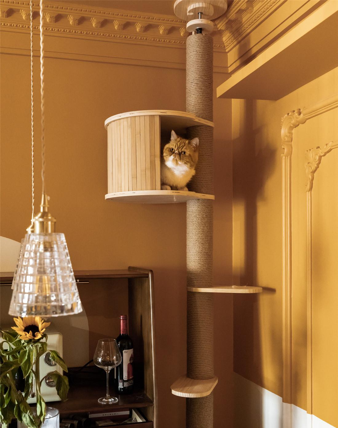 橙黄复古腔调猫舍-14