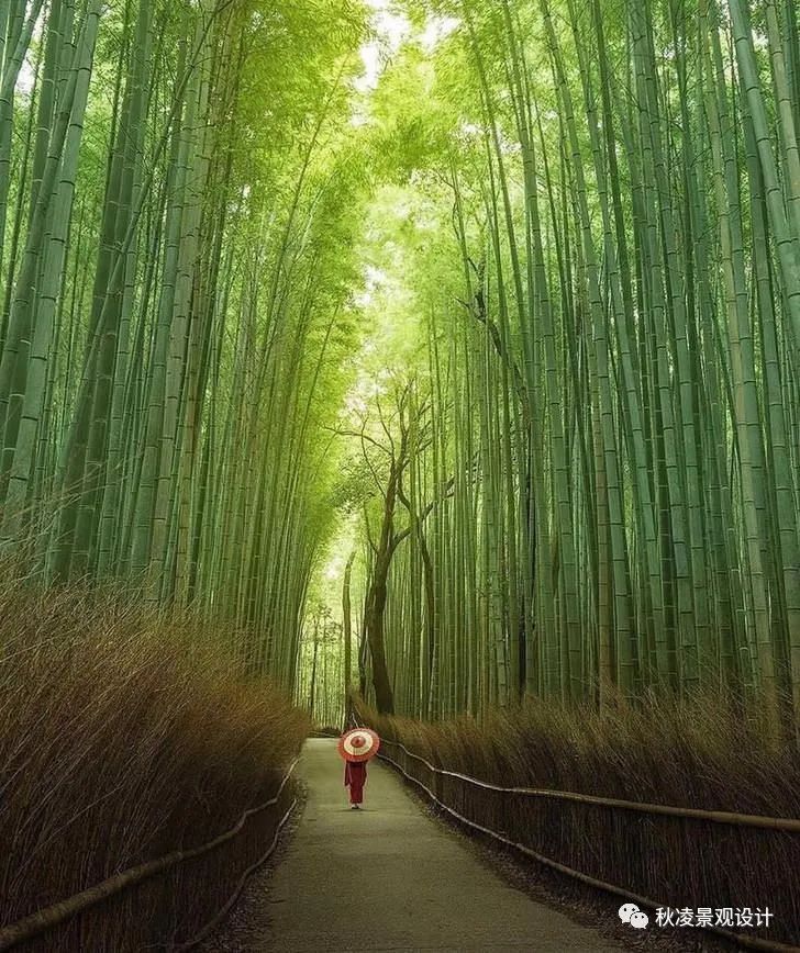 园林文化——寓意解析 | 四君子、花王与雪中四友-62