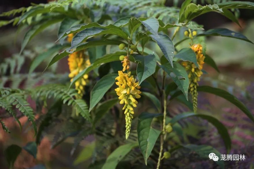 天湖寻踪 | 自然生态的探索与记录-87