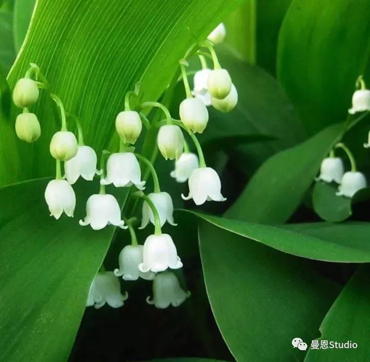 铃兰花开 | 幸福之花的艺术之路-19