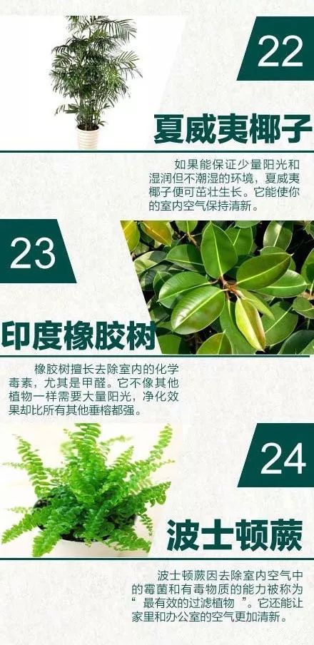 24 种天然空气净化器 家居绿植摆放设计指南-8