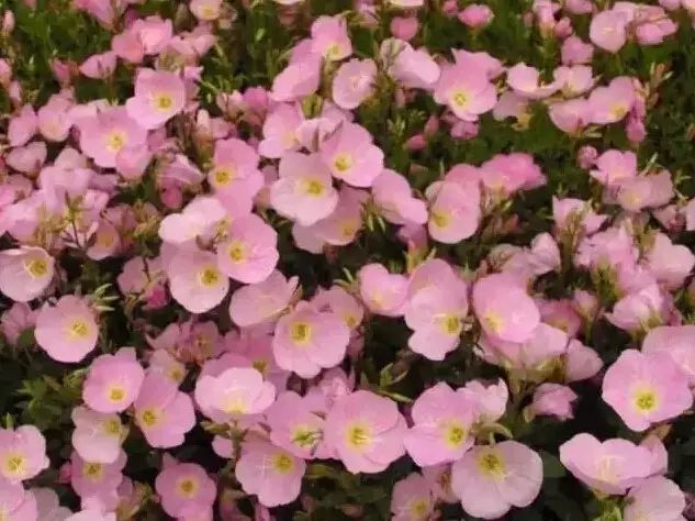 花境设计常用 60 种植物,让花园变得绚丽多彩-108