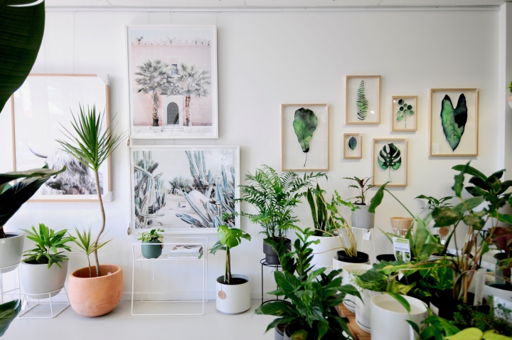 Hass & Co Botanics 店-19