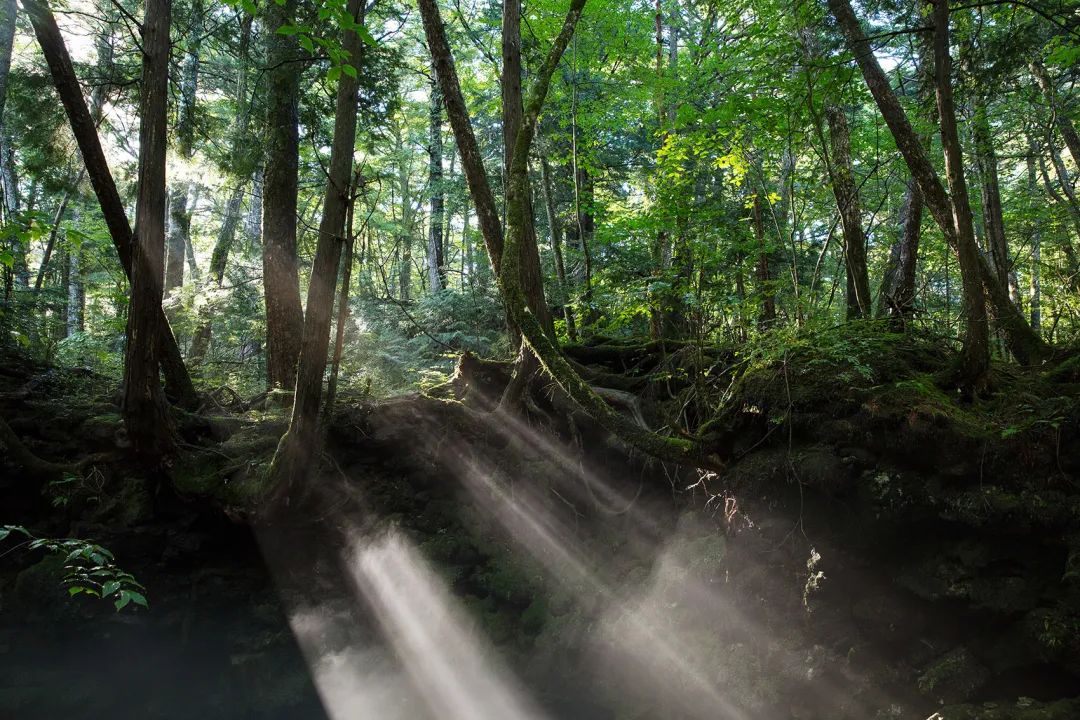 富士山“虹夕诺雅”度假酒店 | 感受自然之美-32