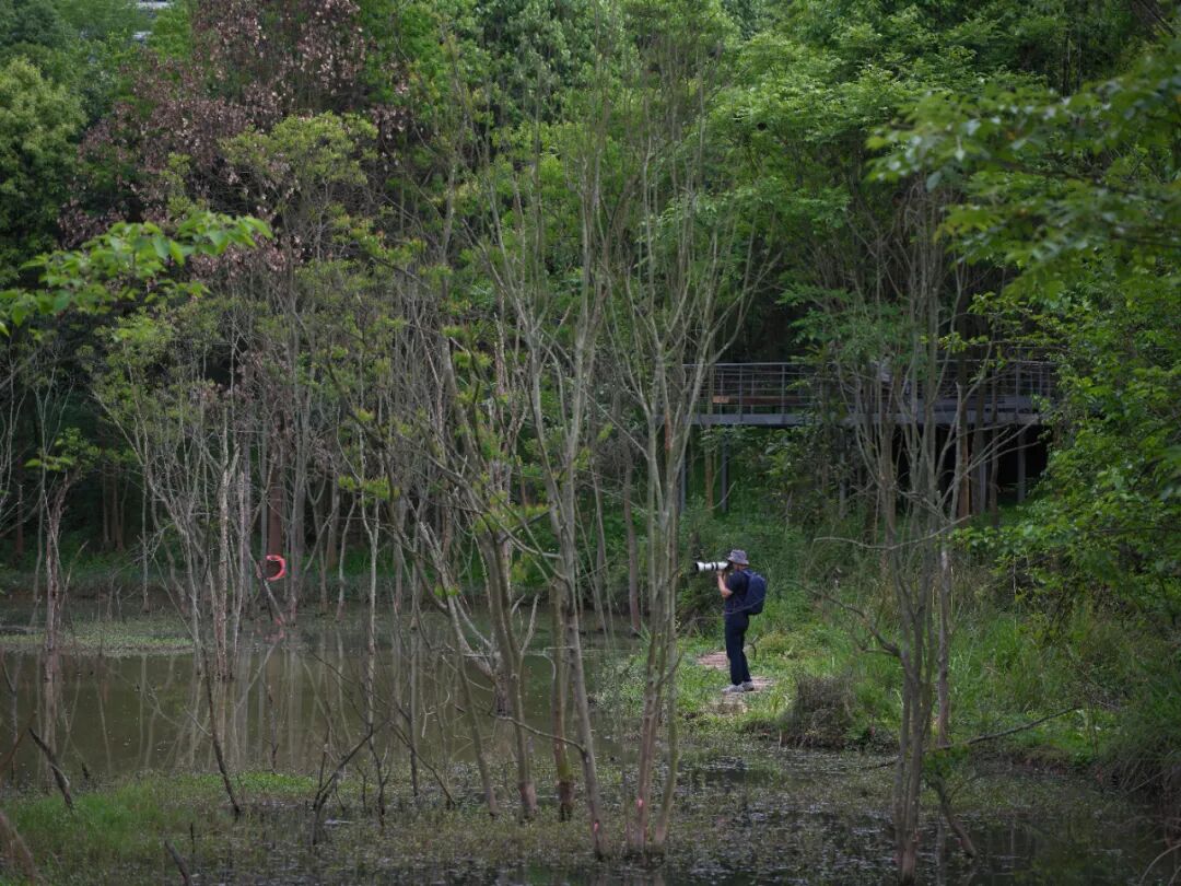 城市掌心的生态山野——麓野公园-192
