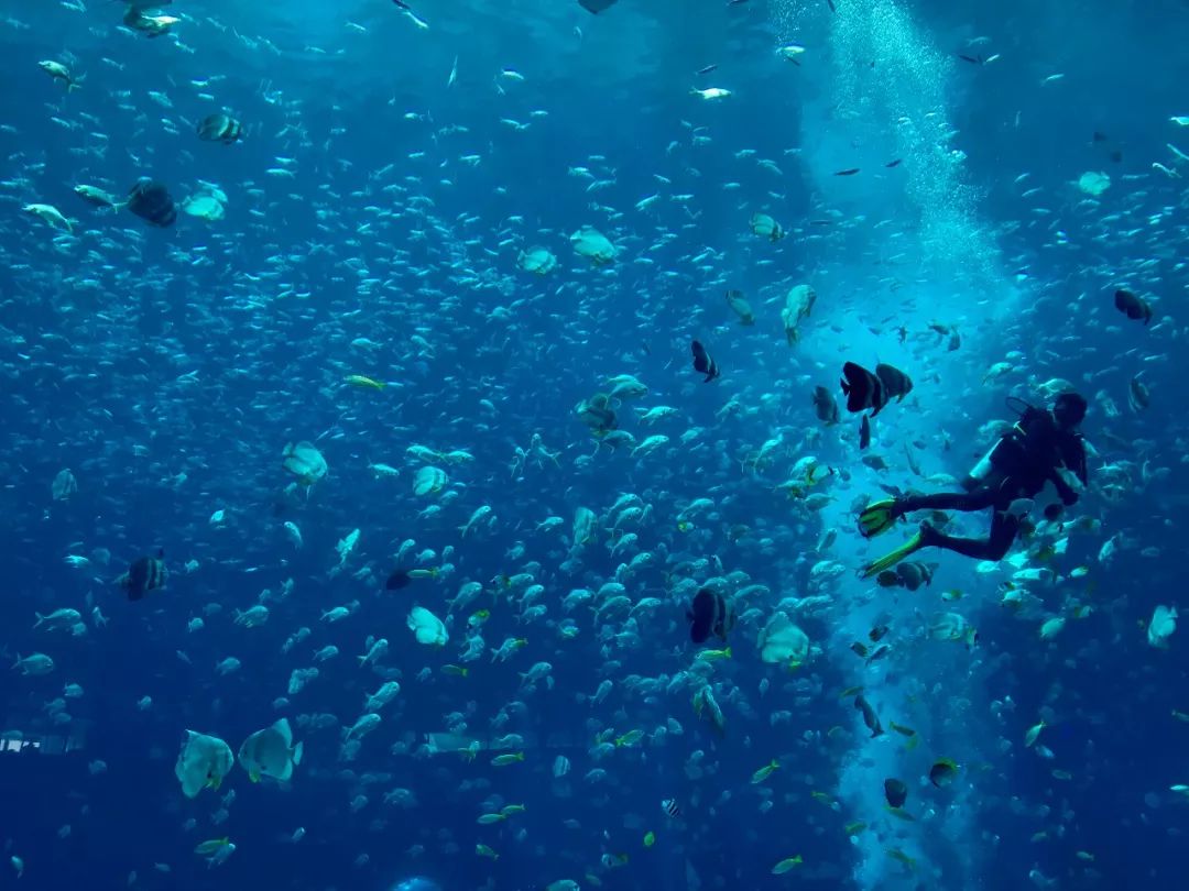 三亚•亚特兰蒂斯 | 一站式度假目的地-18