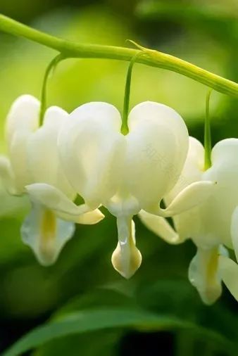 荷包牡丹 | 独特外形与丰富花语的观赏植物-34