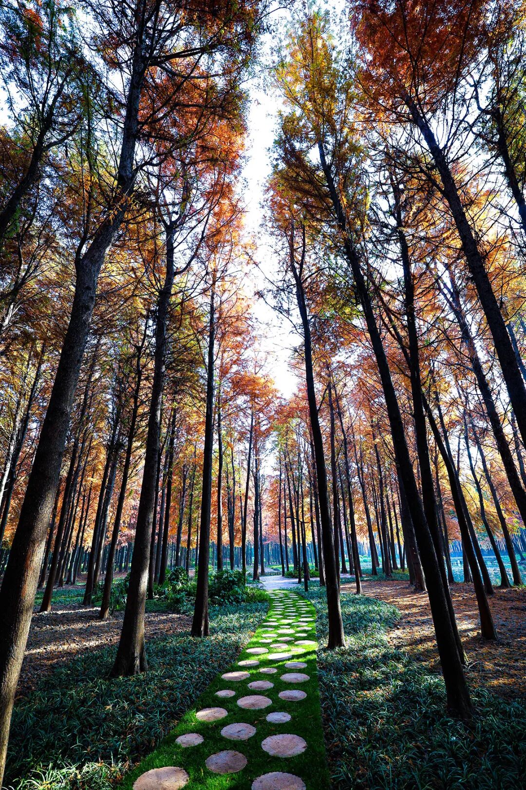 横沔公园丨中国上海丨上海市园林设计研究总院有限公司-20