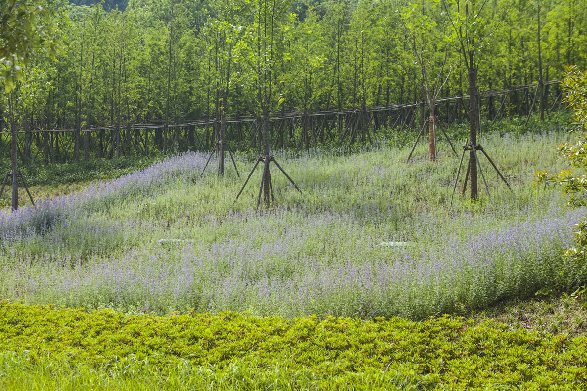 南京汤山地质公园博物馆丨中国南京丨HASSELL,Studio Odile Decq等-33