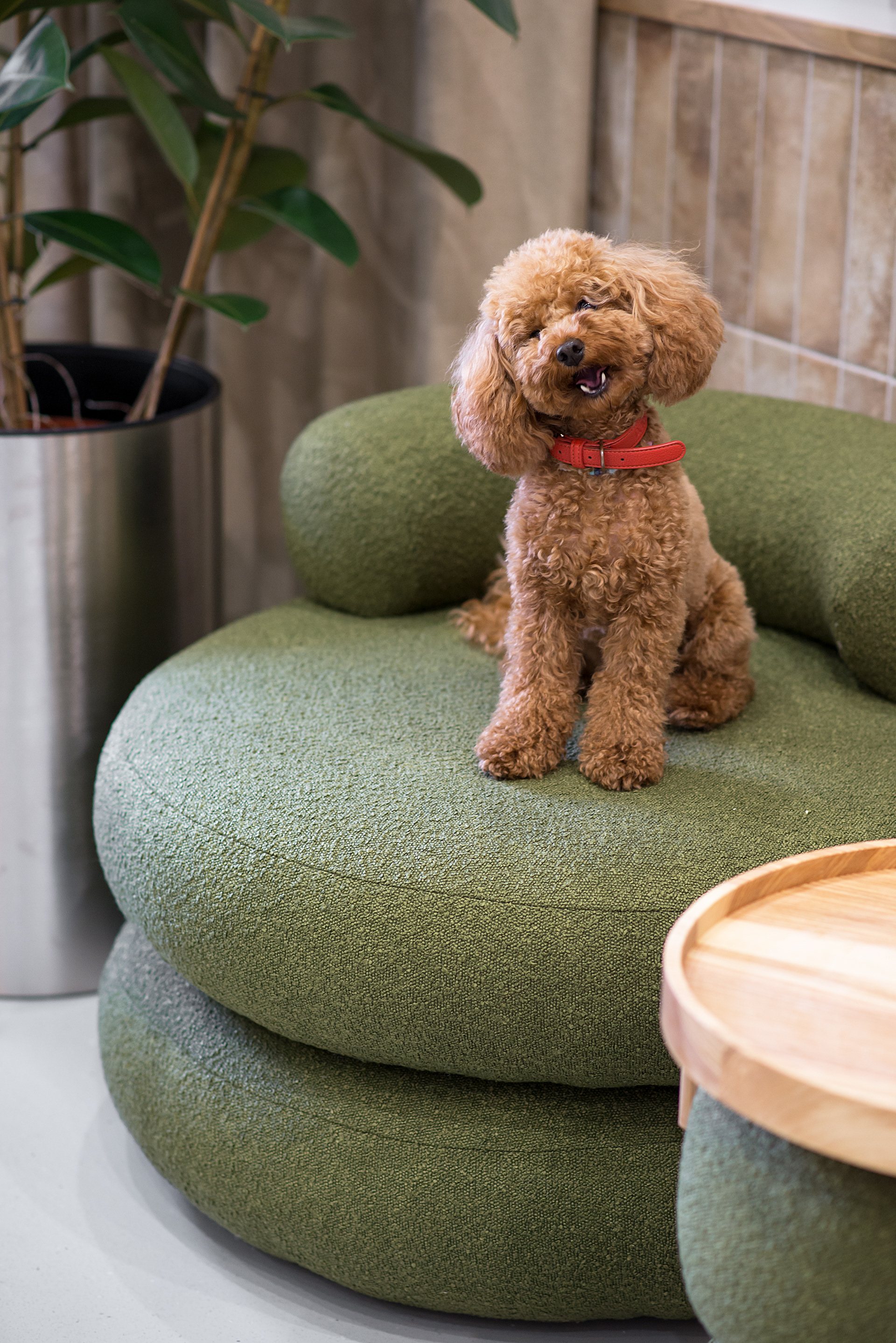 宠物医院丨乌克兰基辅-31