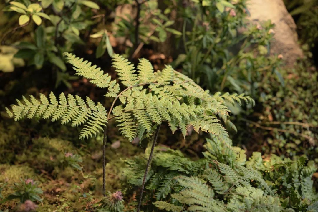 喜随作品|壶中胜境·商业中庭的科技国风微缩园林-288