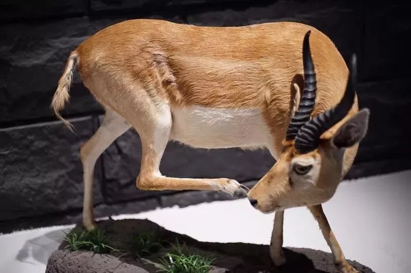 平潭珍稀物种科普展示馆 | 光影艺术的盛宴-10