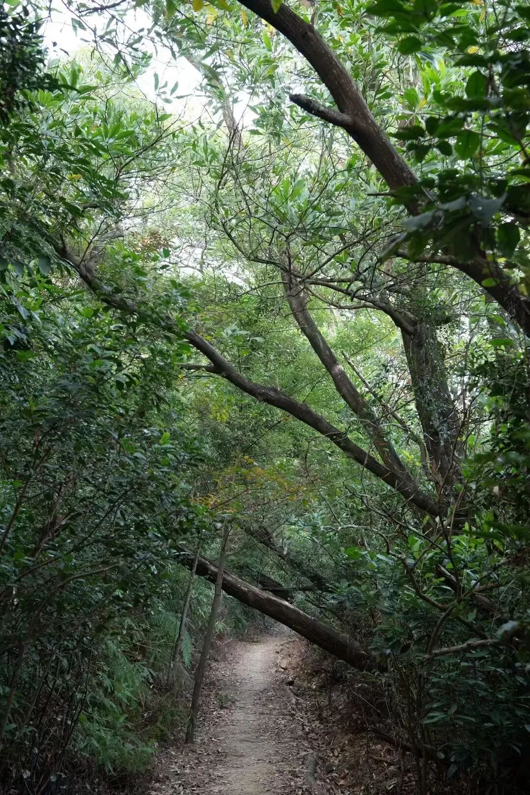 未名新作|山野有乾坤都市藏鲲鹏-深圳山海连城计划罗湖区东湖公园郊野径-莲塘口岸线-49