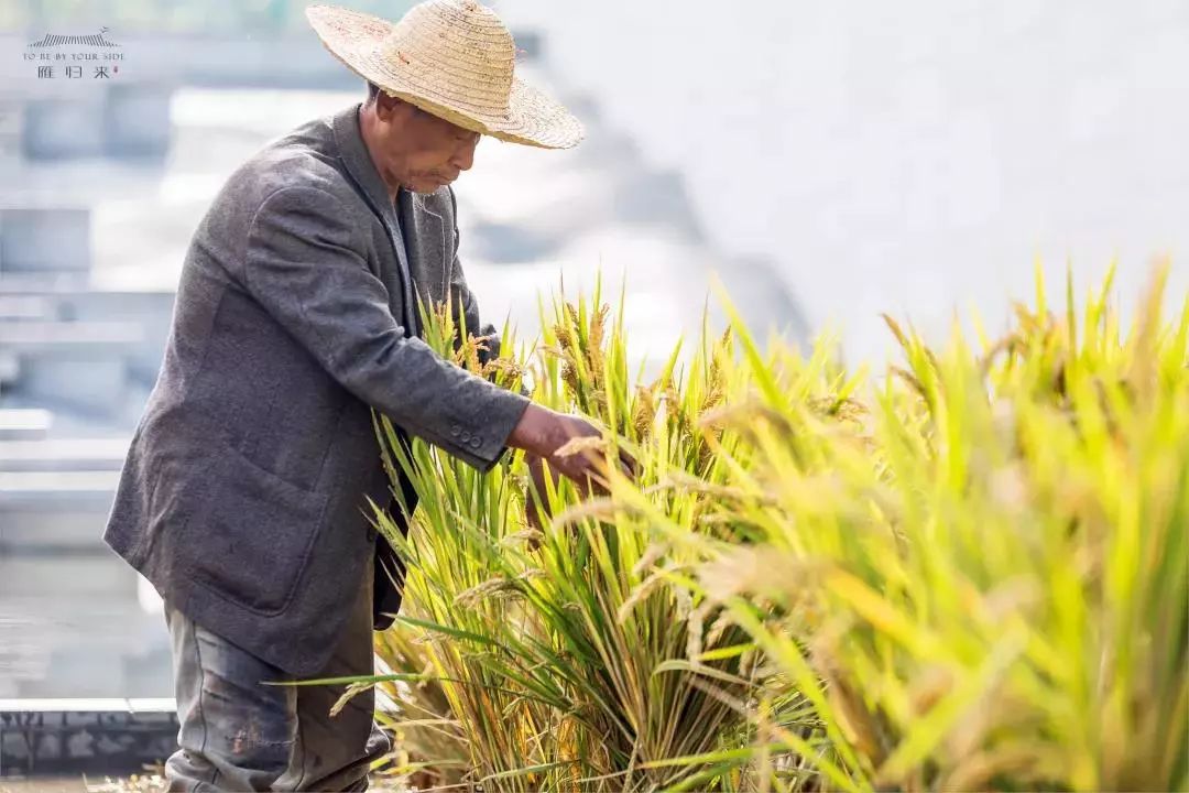 《雁归来》 | 水乡文化的现代解读-126
