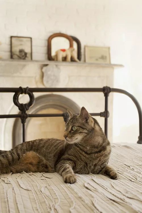 未来住宅设计趋势 | 猫元素融入家居生活-82