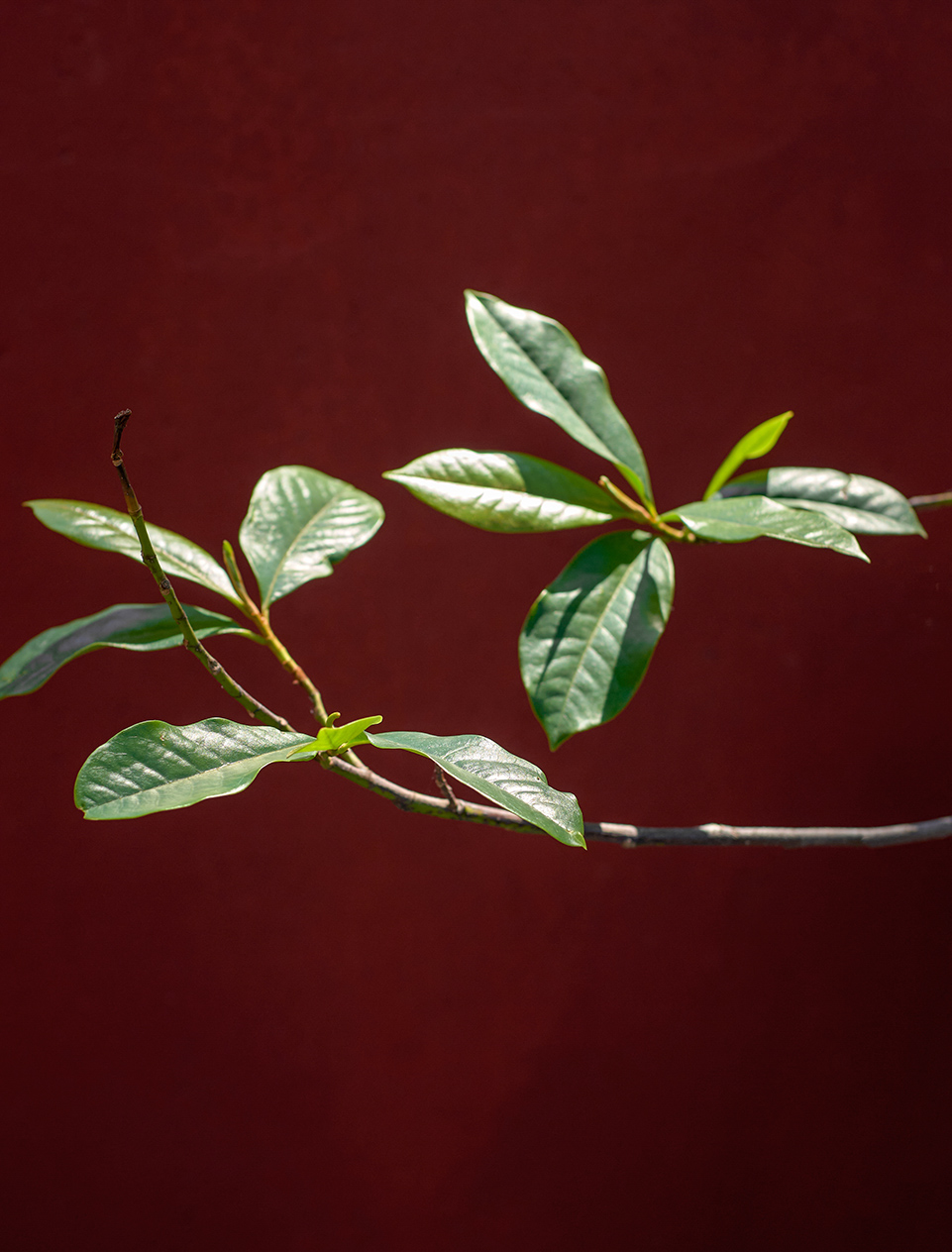 Tamago Kissaten 咖啡和甜品店丨俄罗斯加里宁格勒丨DA bureau-54