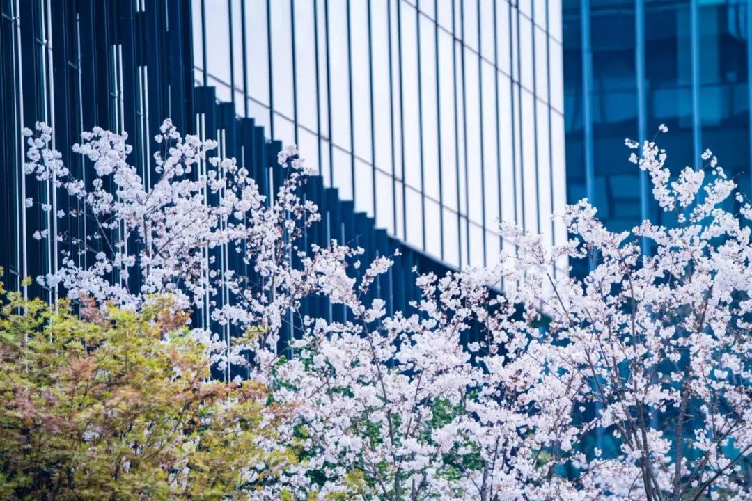 魔都五大赏樱胜地丨中国上海-49