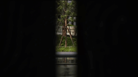 新作 自然之下的无界洄游丨紫香舸-13