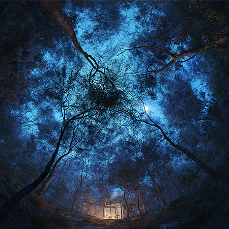 澳大利亚森林中的透明玻璃小屋-5