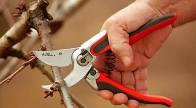 春日园林养护攻略 | 四月份苗木养护指南-16