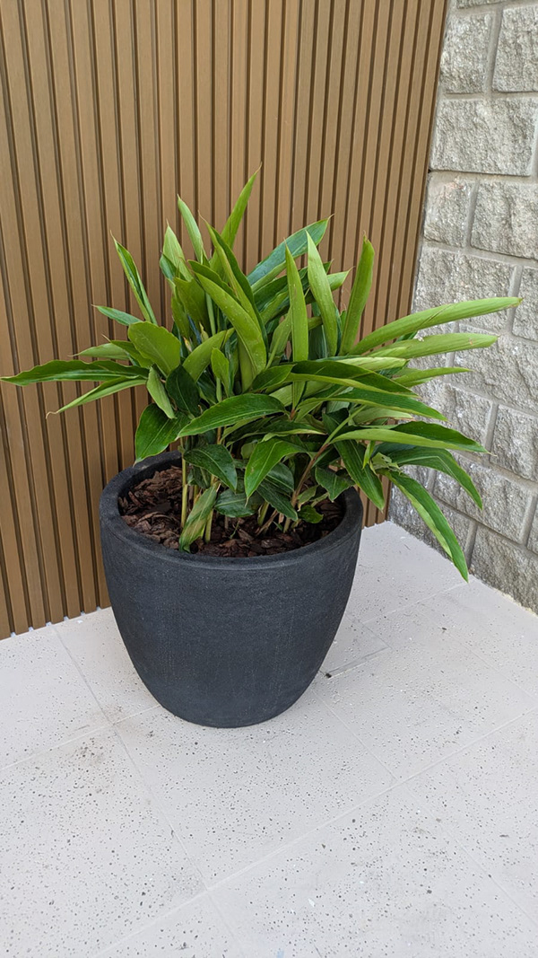 博尼法西奥项目-2