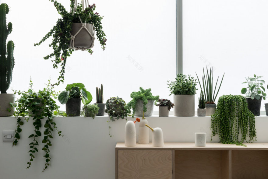 翠绿的;碧绿的;葱茏的-4