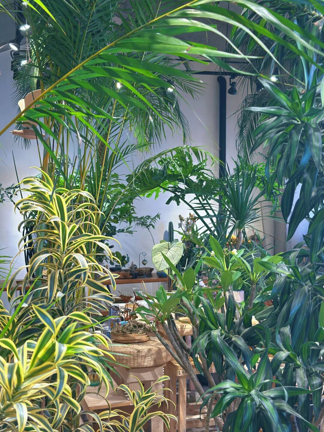 城市中的【小森林】-4