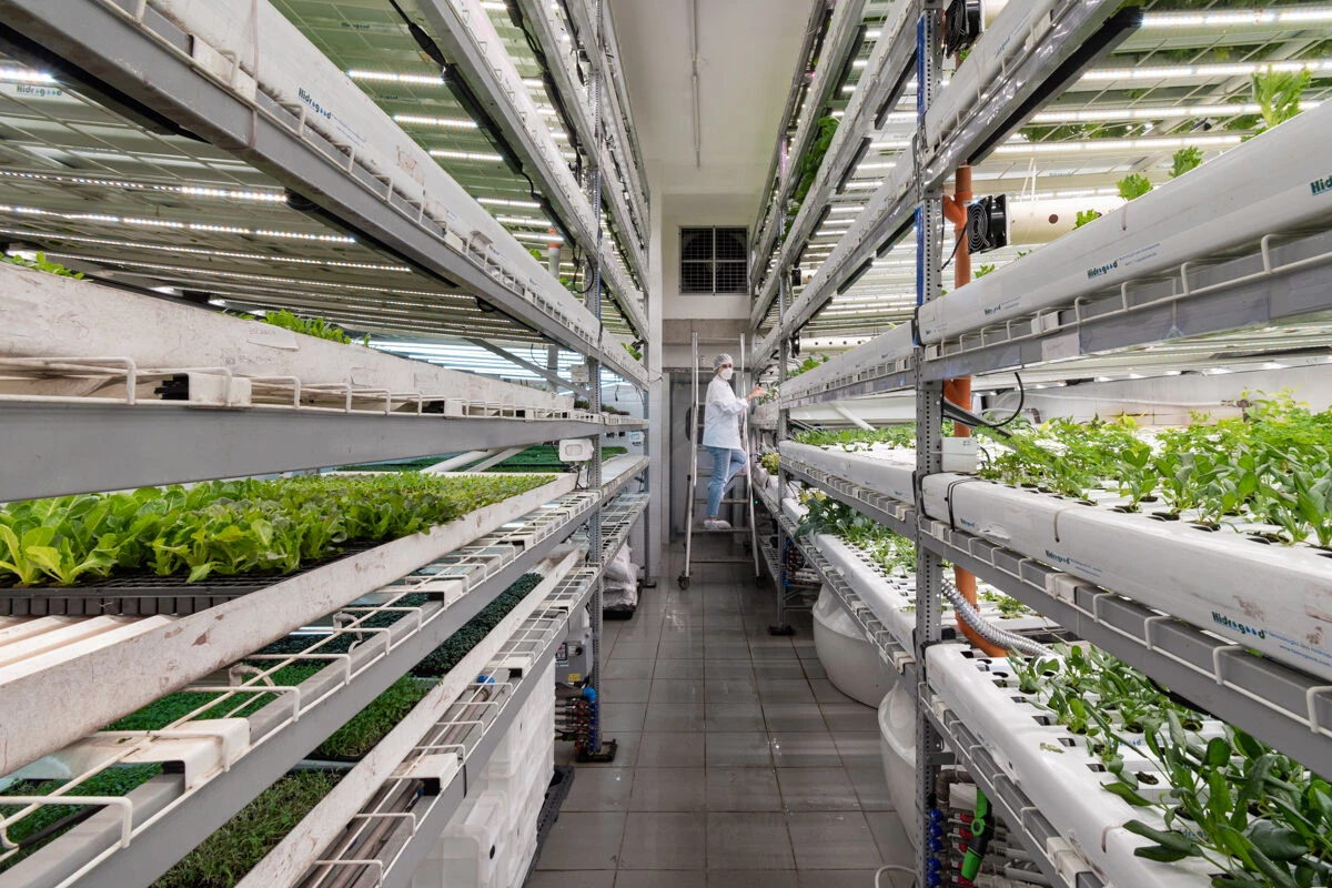 Fazenda Cubo 水培种植丨巴西圣保罗丨Estúdio Lava-22