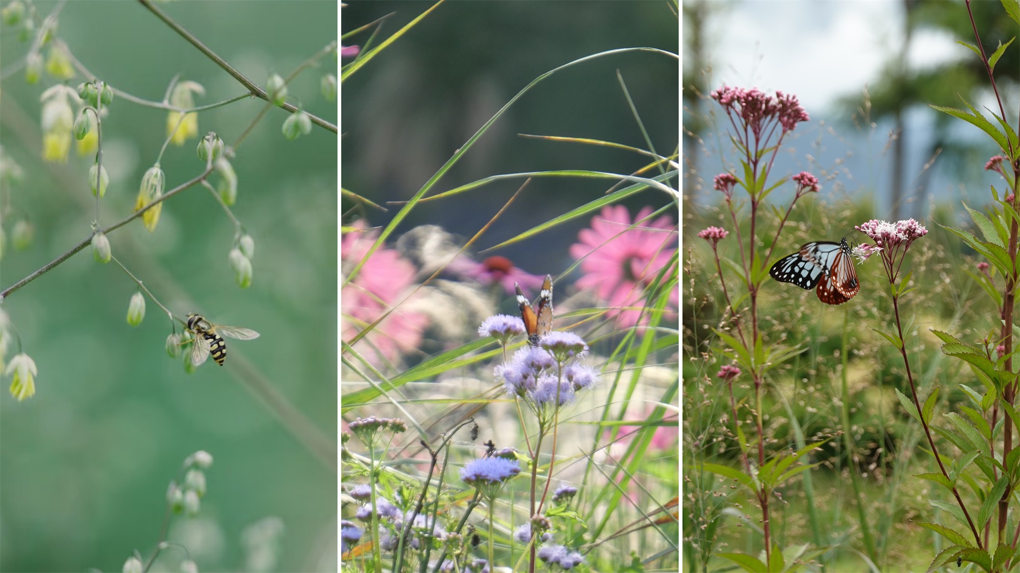 大理山下花园丨中国大理丨上海叙野景观设计有限公司-77