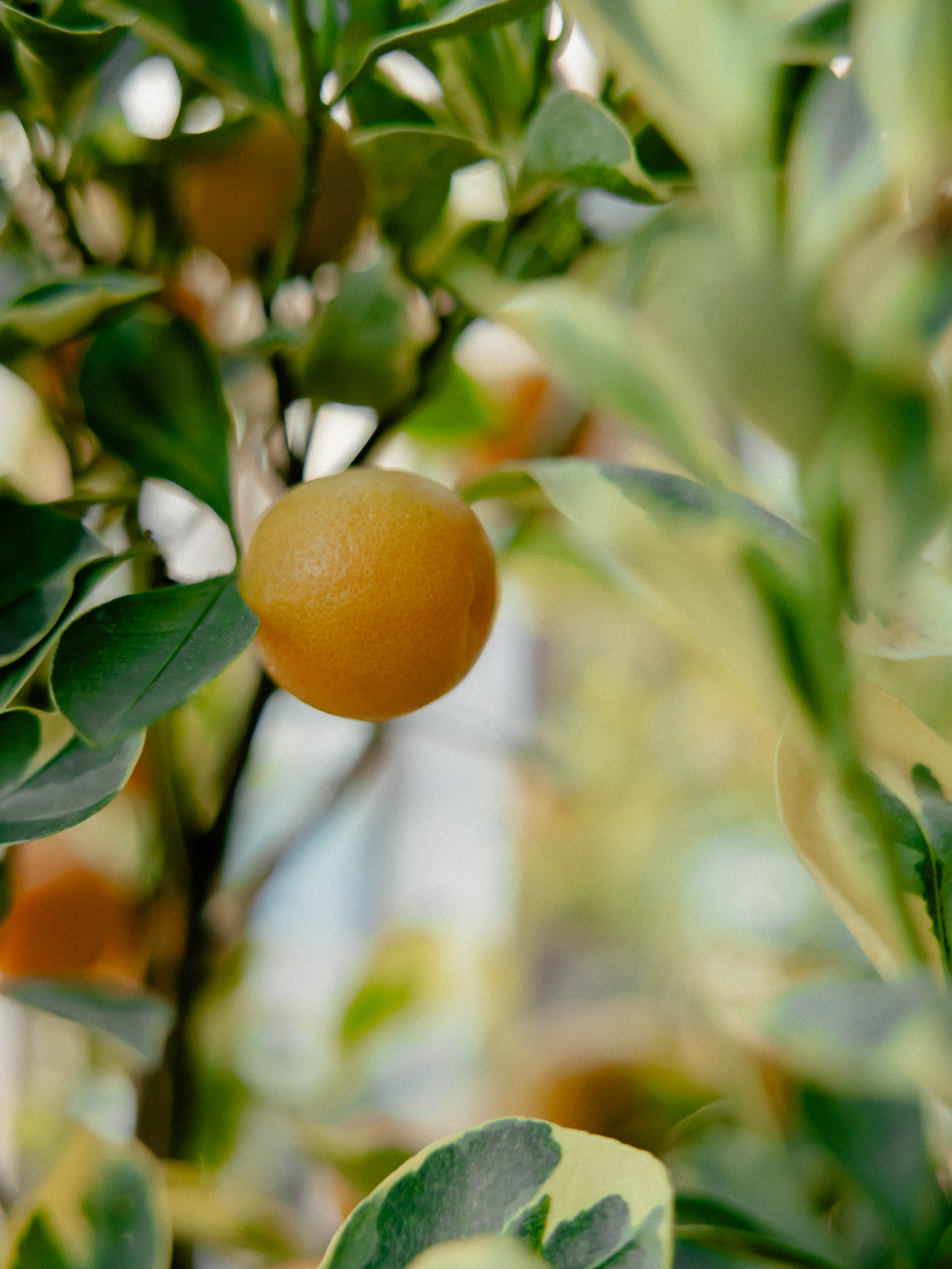 2026 台中／一宅一景／輕植陽台-4