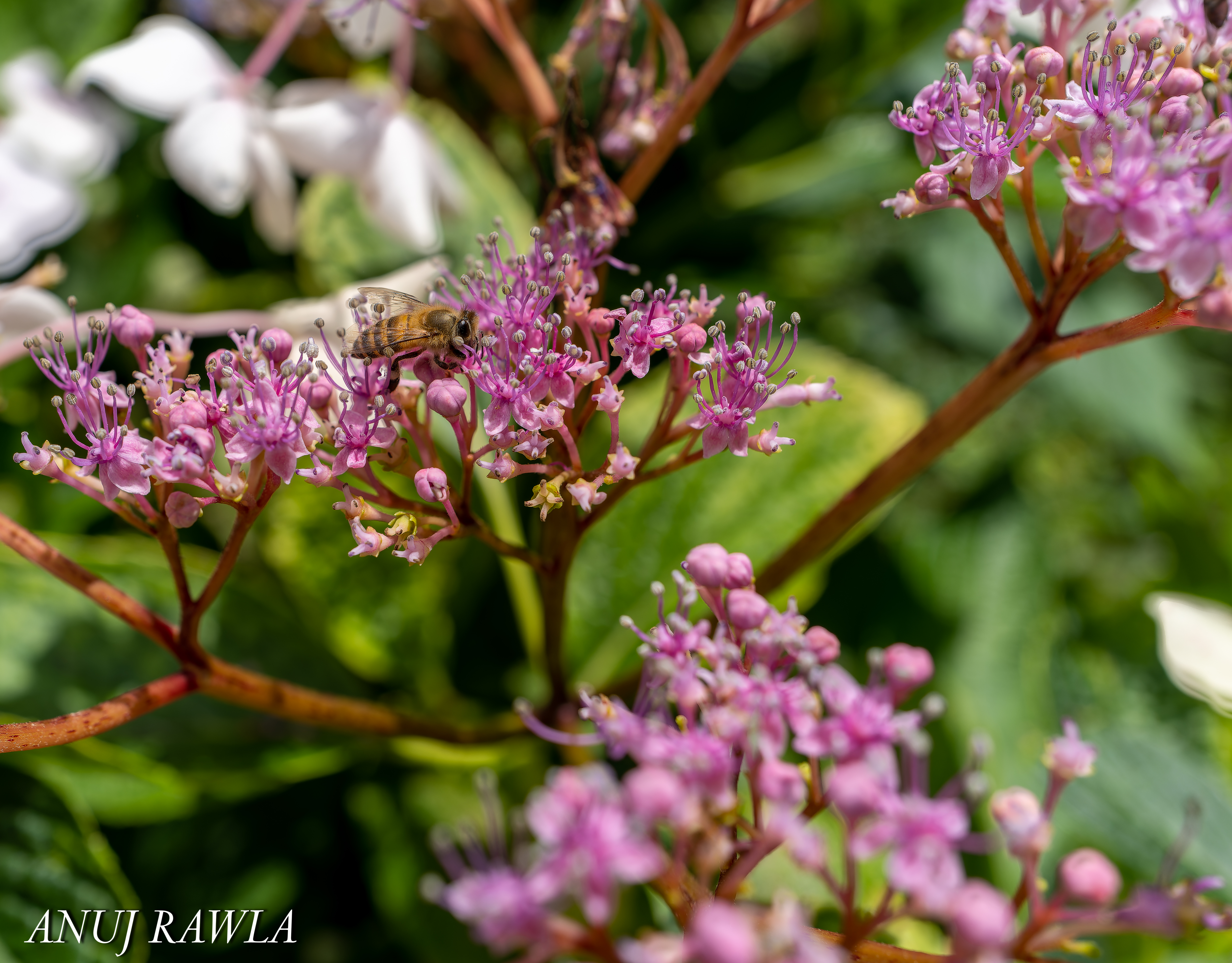 Wildflower Hall - August 2021-68