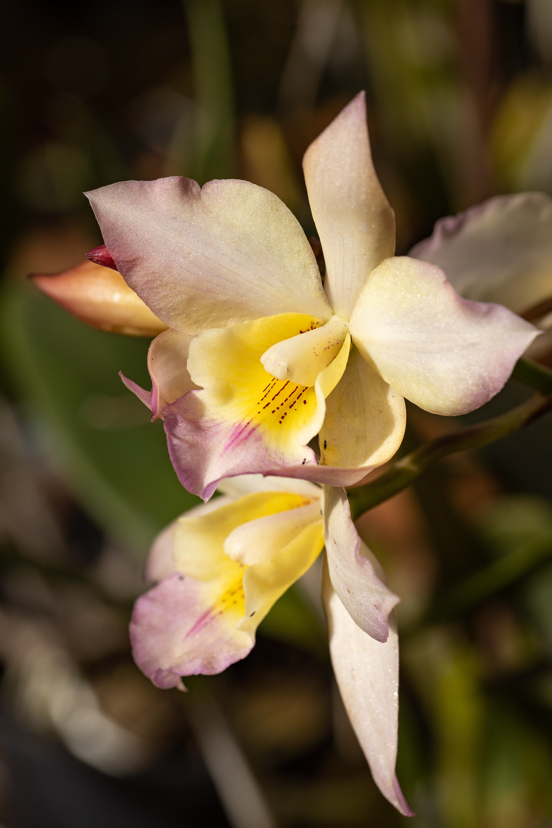 室内植物设计-41
